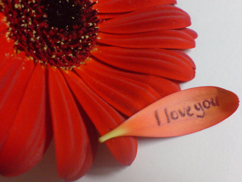 Red Gerbera Daisy — Calm, Photograph, Petal