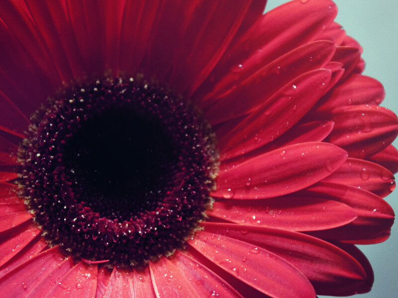 Red Gerbera Daisy — Calm, Photograph, Petals, Center