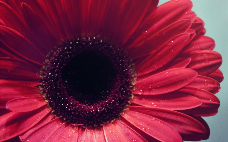 Red Gerbera Daisy — Calm, Photograph, Petals, Center, Water Droplets, Black, White