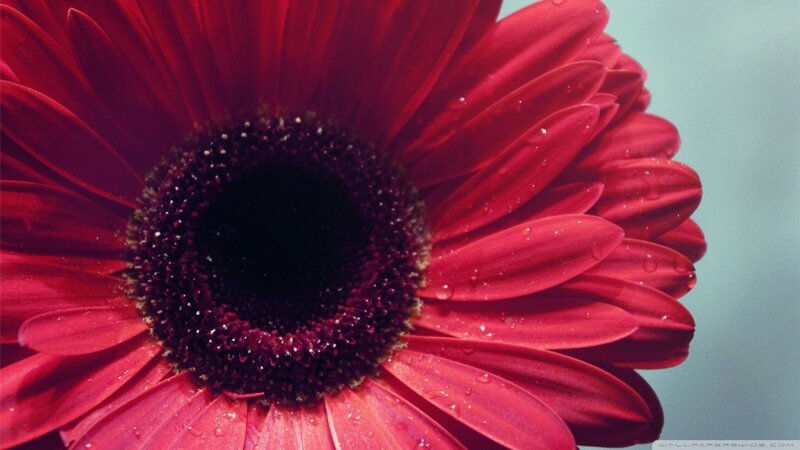 Red Gerbera Daisy — Calm, Photograph, Petals, Water Droplets