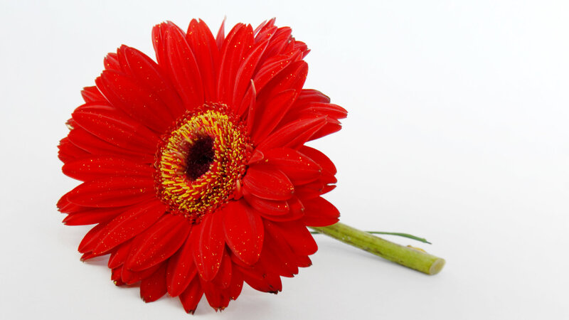 Red Gerbera Daisy — Calm, Photograph, Stem