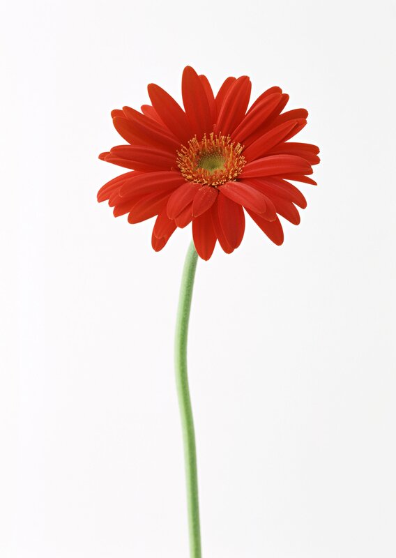 Red Gerbera Daisy — Calm, Photograph, Stem, White Background