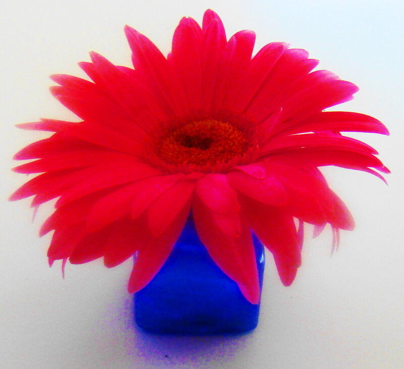 Red Gerbera Daisy — Calm, Photograph