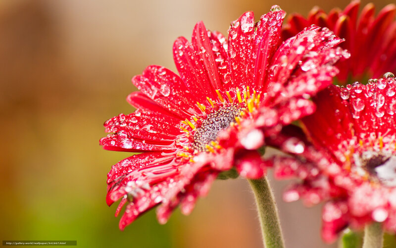 Red Gerbera Daisy — Calm, Photograph, Water Droplets, Flower