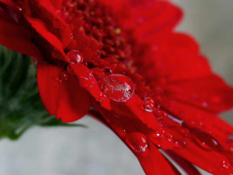 Red Gerbera Daisy — Calm, Photograph, Water Droplets
