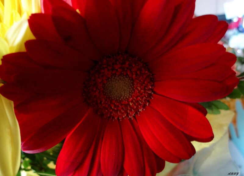 Red Gerbera Daisy — Calm, Photograph, Yellow Flower