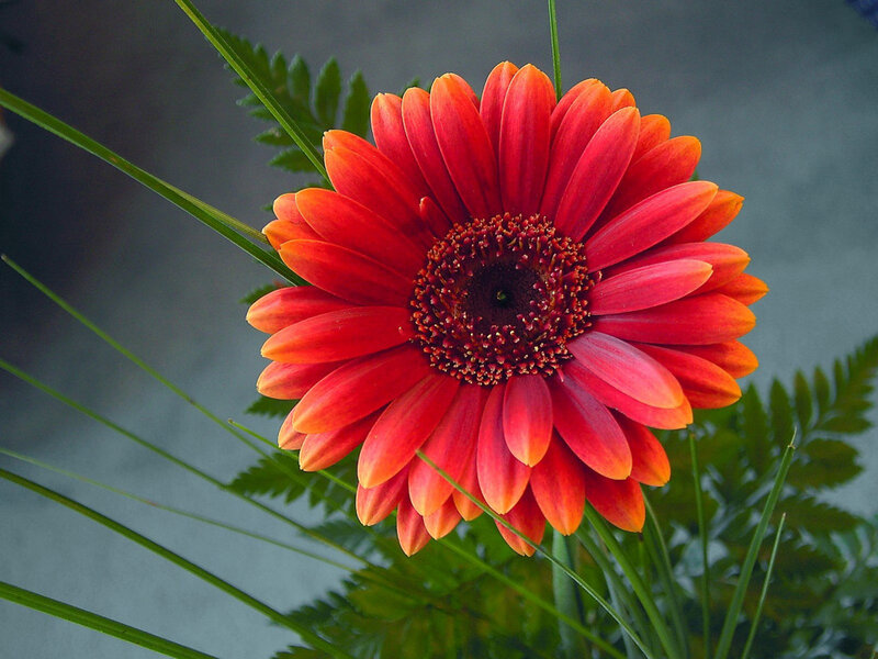 Red Gerbera Daisy — Calm