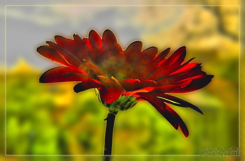 Red Gerbera Daisy — Dramatic, Afternoon