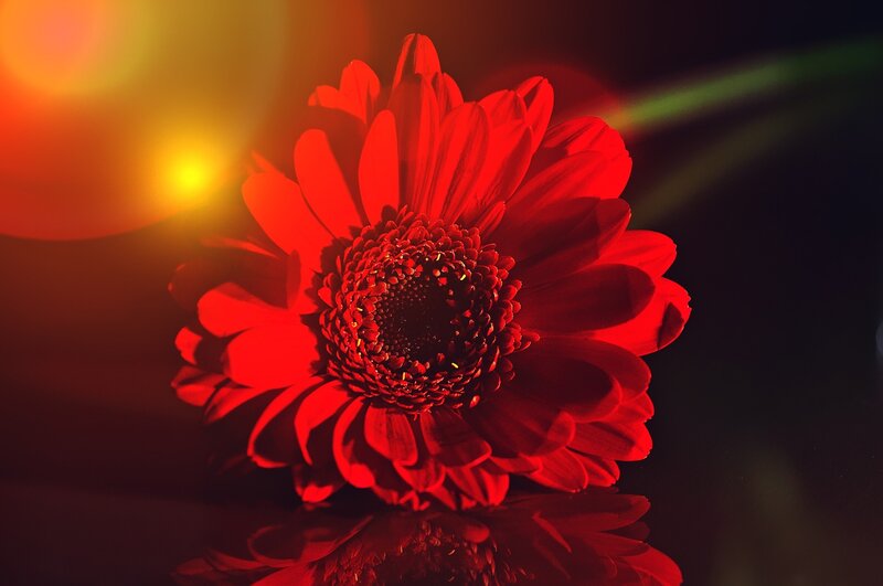 Red Gerbera Daisy — Dramatic, Night, Photograph