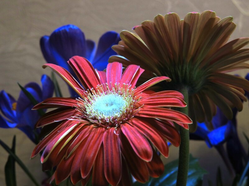 Red Gerbera Daisy — Dramatic, Photograph, Blue Flowers