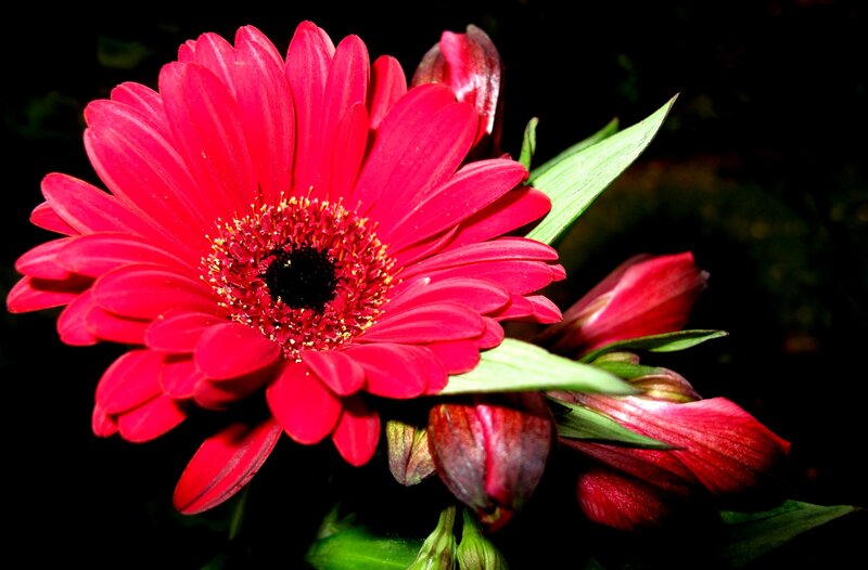 Red Gerbera Daisy — Dramatic, Photograph, Bud