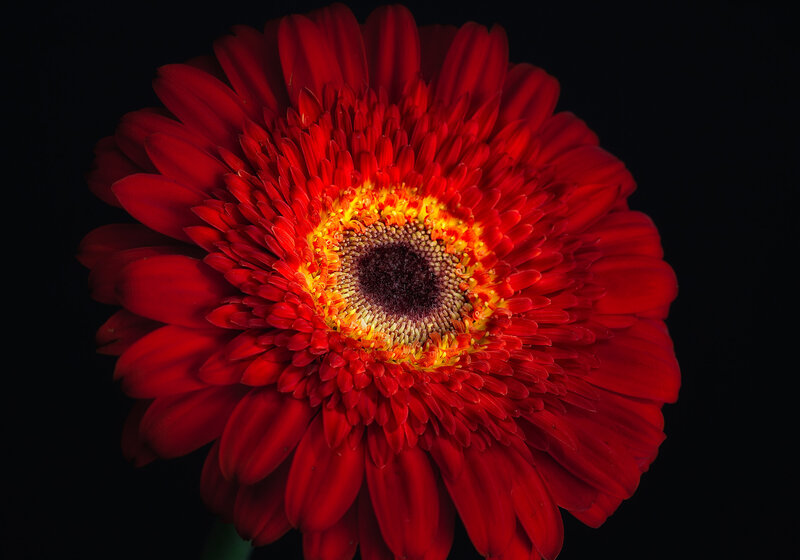 Red Gerbera Daisy — Dramatic, Photograph, Flower, Center