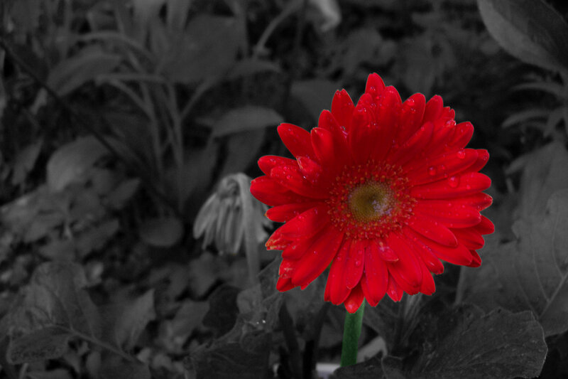 Red Gerbera Daisy — Dramatic, Photograph, Flower, Leaf
