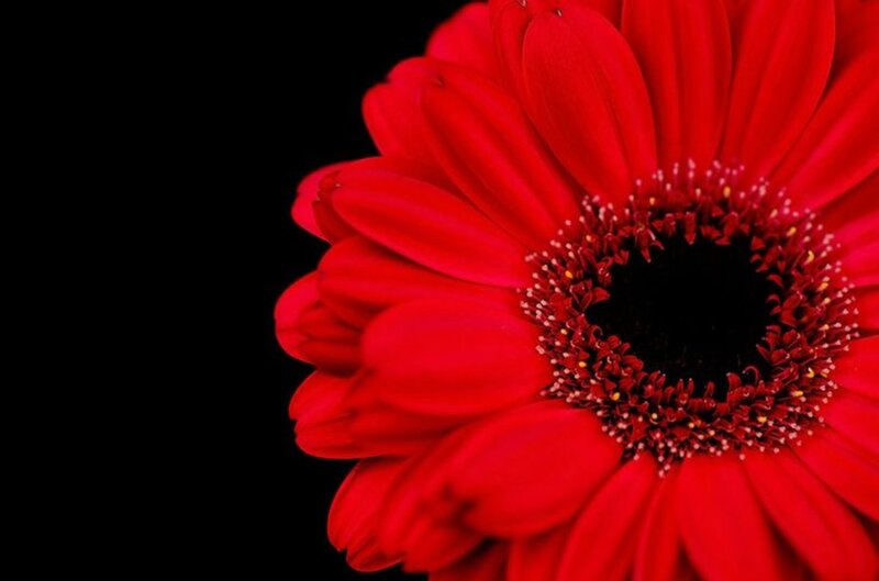 Red Gerbera Daisy — Dramatic, Photograph, Flower, Petals, Center