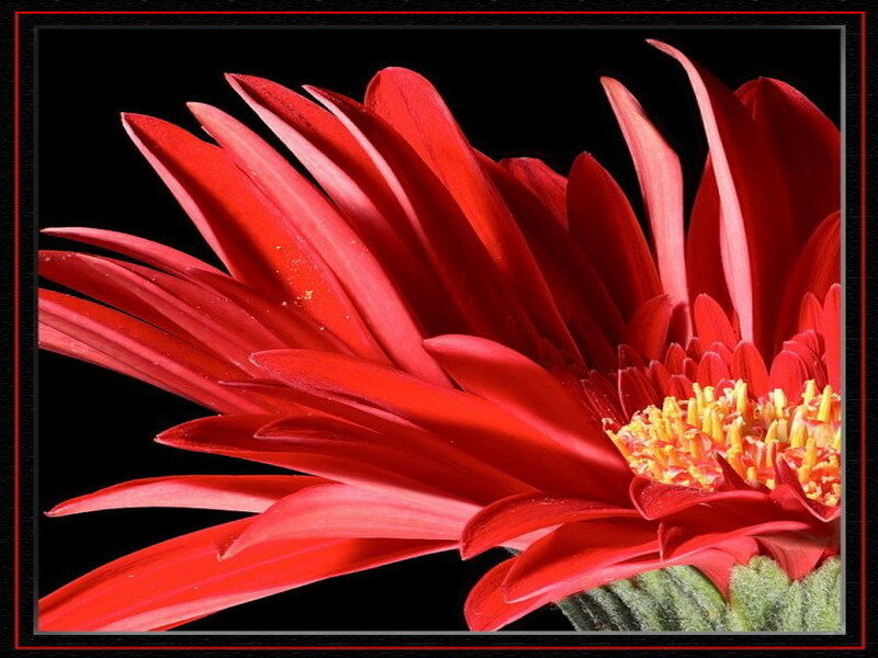 Red Gerbera Daisy — Dramatic, Photograph, Flower, Petals, Center, Yellow
