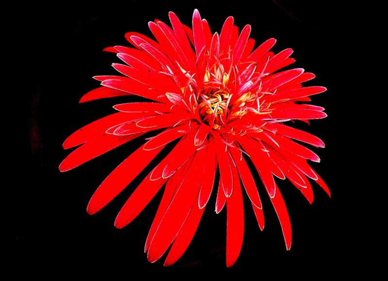 Red Gerbera Daisy — Dramatic, Photograph, Flower, Petals