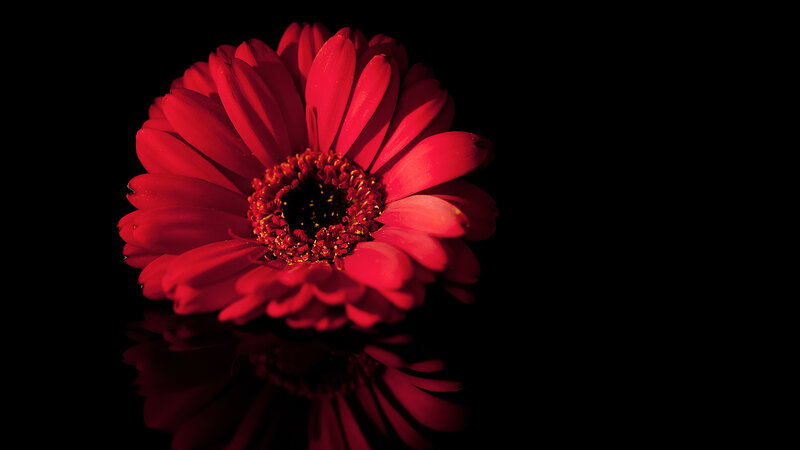 Red Gerbera Daisy — Dramatic, Photograph, Flower, Reflection, Black Background