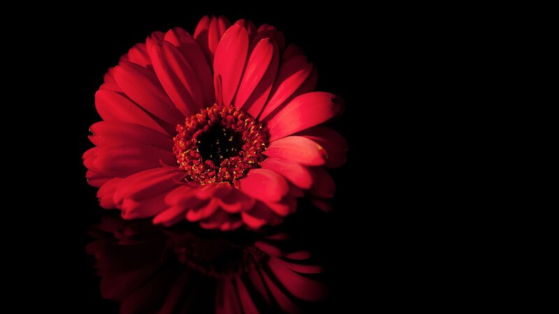 Red Gerbera Daisy — Dramatic, Photograph, Flower, Reflection, Black