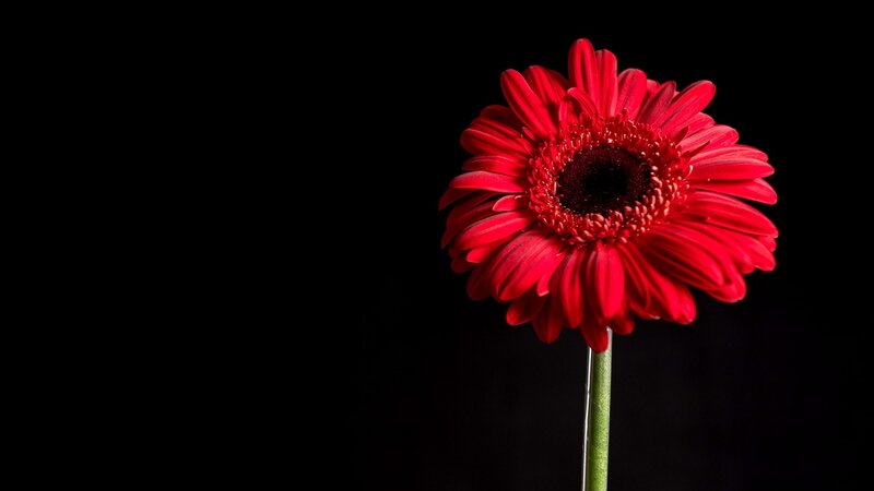 Red Gerbera Daisy — Dramatic, Photograph, Flower, Stem, Black Background