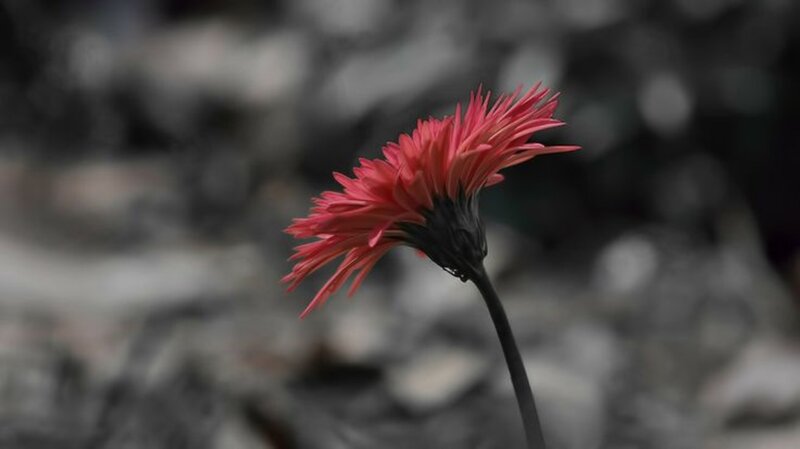 Red Gerbera Daisy — Dramatic, Photograph, Flower, Stem, Blurred Background