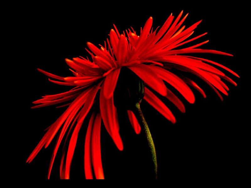 Red Gerbera Daisy — Dramatic, Photograph, Flower, Stem