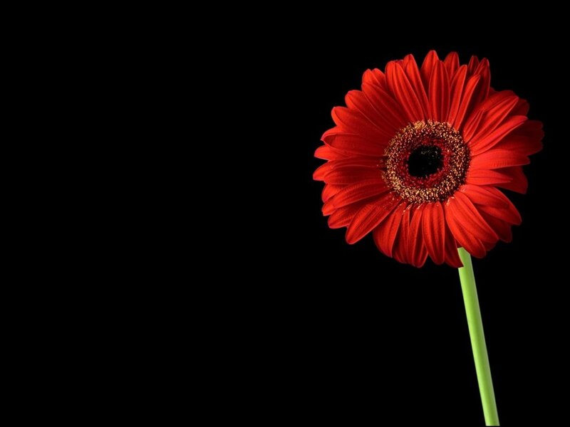 Red Gerbera Daisy — Dramatic, Photograph, Flower