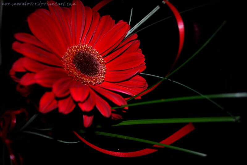 Red Gerbera Daisy — Dramatic, Photograph, Green Grass