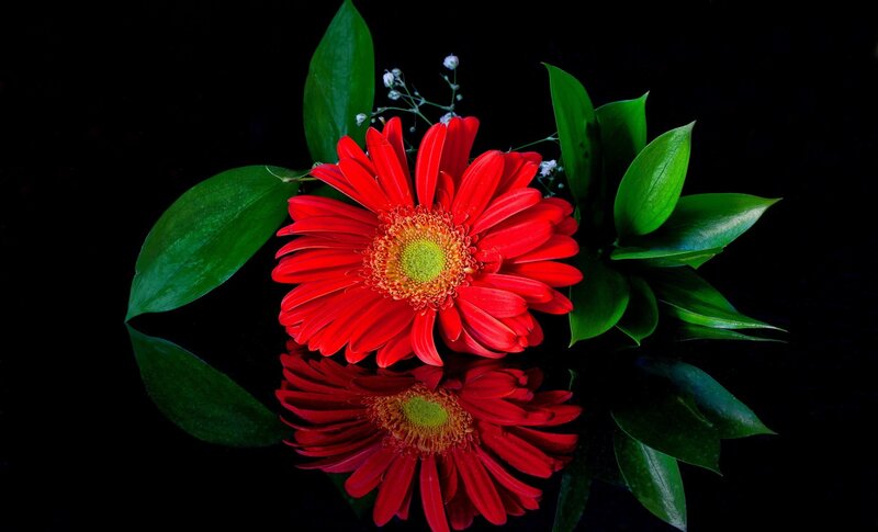 Red Gerbera Daisy — Dramatic, Photograph, Green Leaves, Small White Flowers