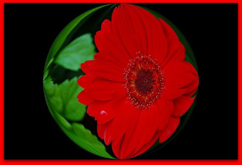 Red Gerbera Daisy — Dramatic, Photograph, Green Leaves