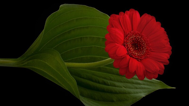 Red Gerbera Daisy — Dramatic, Photograph, Leaf