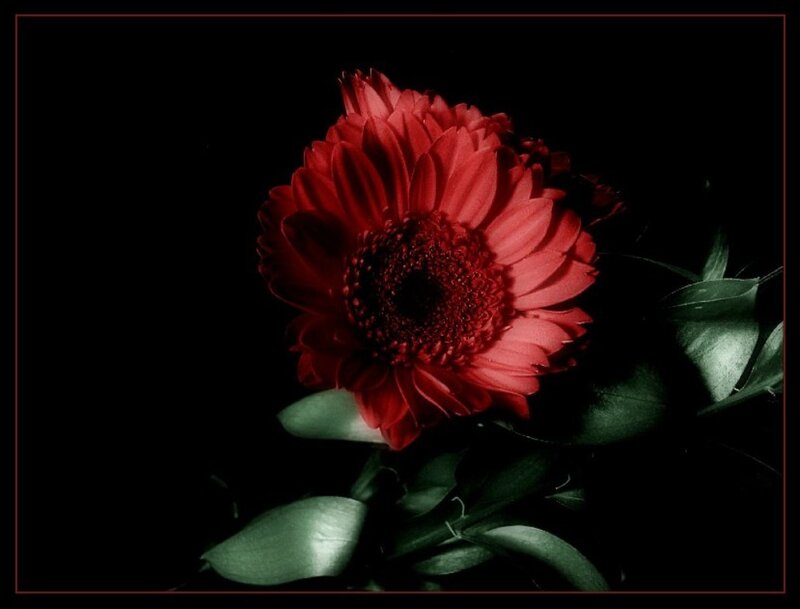 Red Gerbera Daisy — Dramatic, Photograph, Leaves