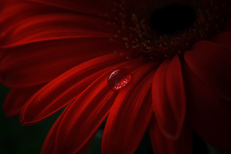 Red Gerbera Daisy — Dramatic, Photograph, Petal