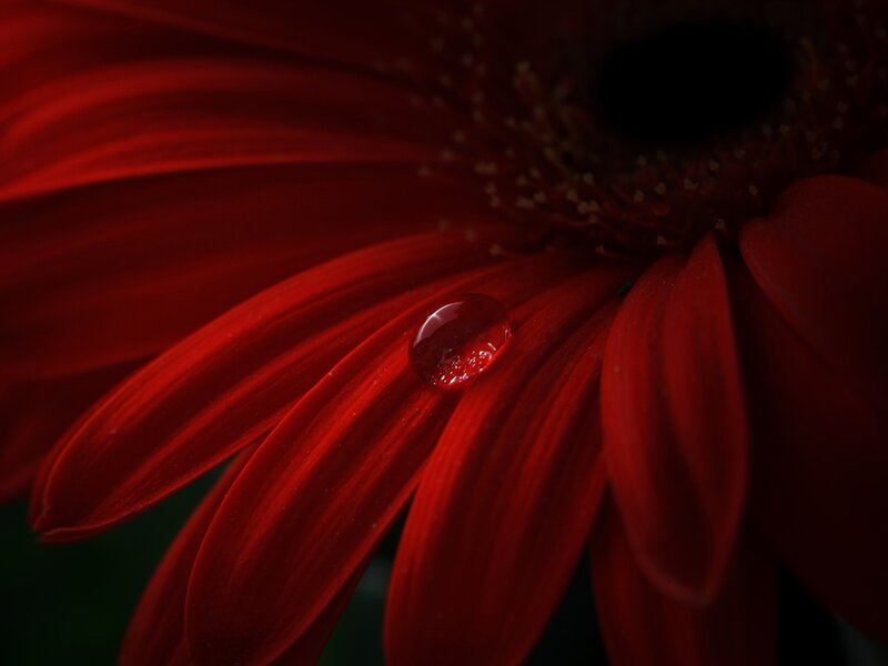 Red Gerbera Daisy — Dramatic, Photograph, Petal, Water Droplet