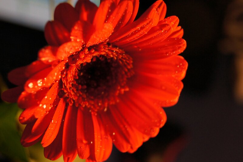 Red Gerbera Daisy — Dramatic, Photograph, Petals, Center, Drops