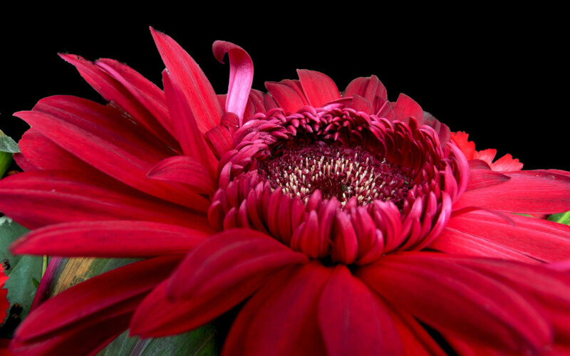Red Gerbera Daisy — Dramatic, Photograph, Petals, Center, Green Leaves