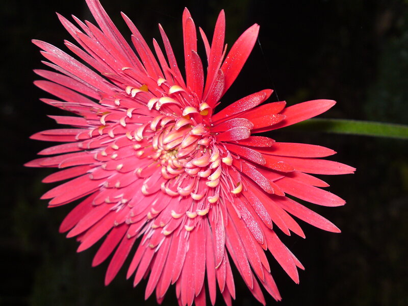 Red Gerbera Daisy — Dramatic, Photograph, Petals, Center, Stem