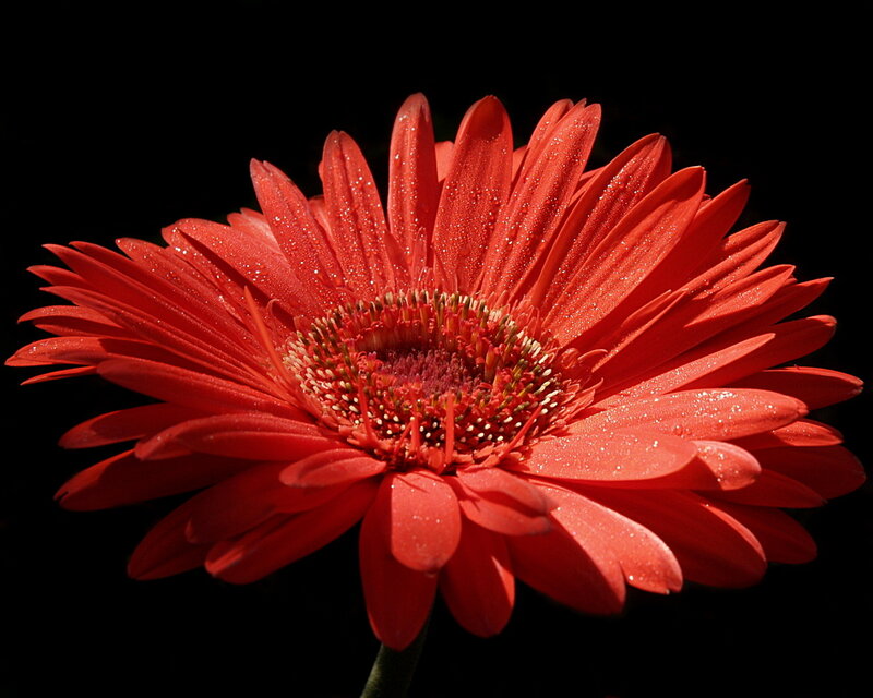Red Gerbera Daisy — Dramatic, Photograph, Petals, Center