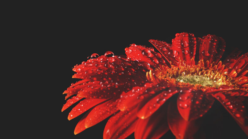 Red Gerbera Daisy — Dramatic, Photograph, Petals, Droplets