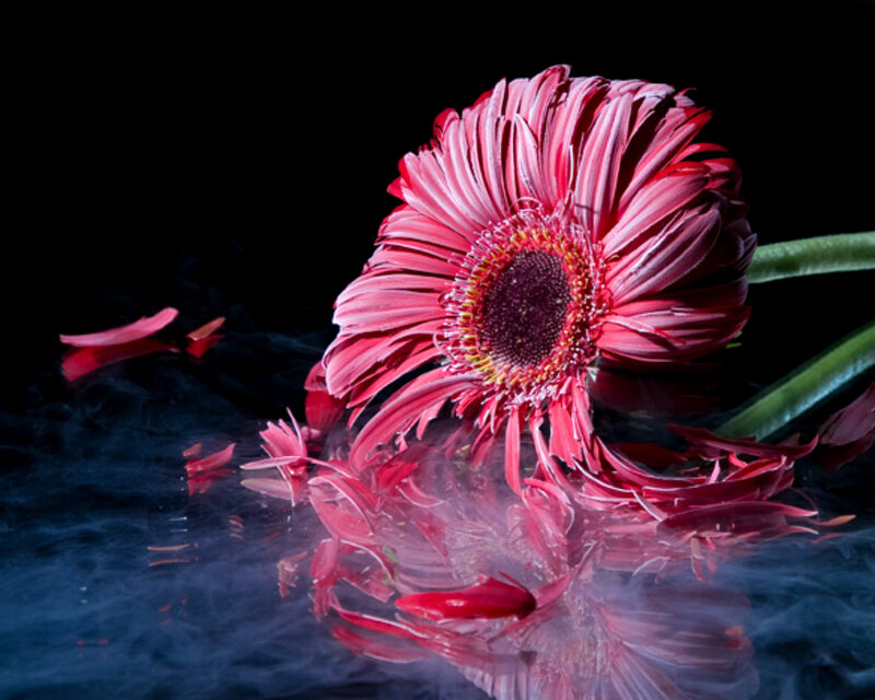Red Gerbera Daisy — Dramatic, Photograph, Petals, Smoke