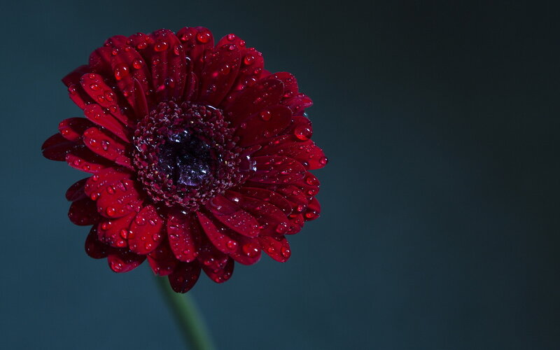 Red Gerbera Daisy — Dramatic, Photograph, Petals, Stem