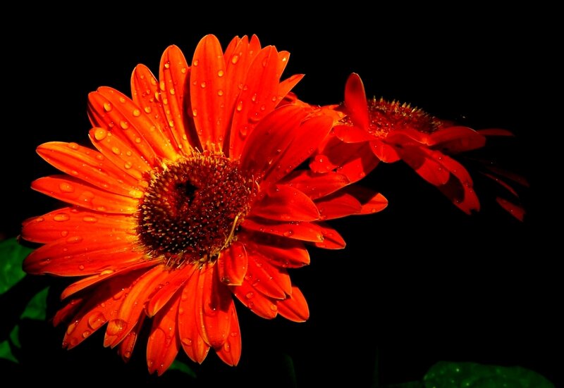 Red Gerbera Daisy — Dramatic, Photograph, Petals