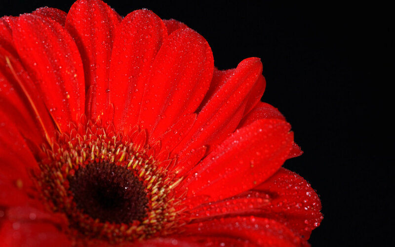 Red Gerbera Daisy — Dramatic, Photograph, Petals, Water Droplets, Center