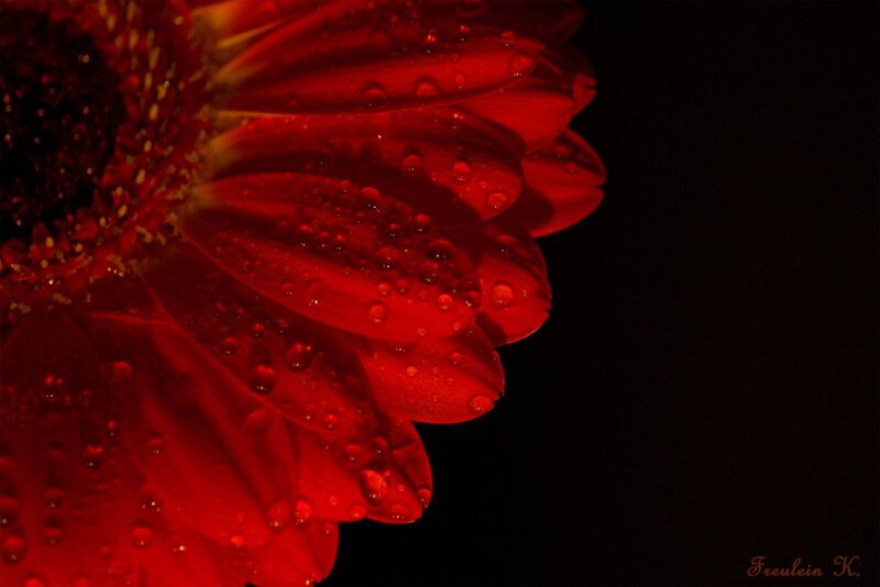 Red Gerbera Daisy — Dramatic, Photograph, Petals, Water Droplets