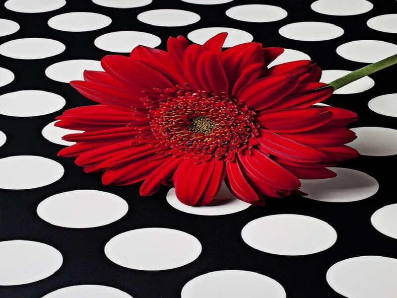 Red Gerbera Daisy — Dramatic, Photograph, Polka Dots