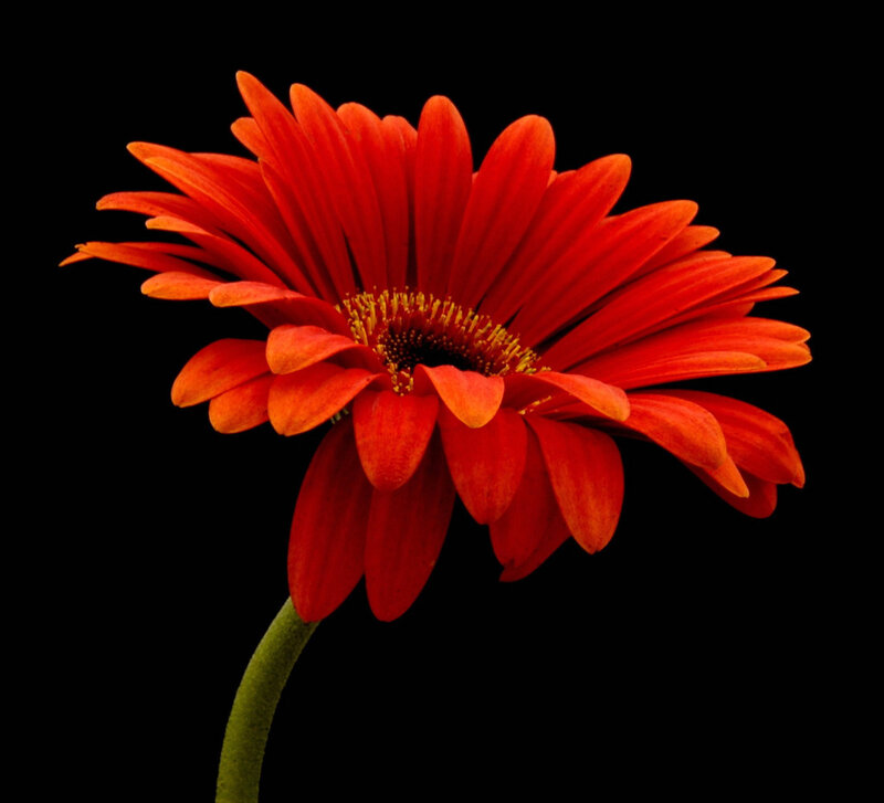 Red Gerbera Daisy — Dramatic, Photograph, Stem