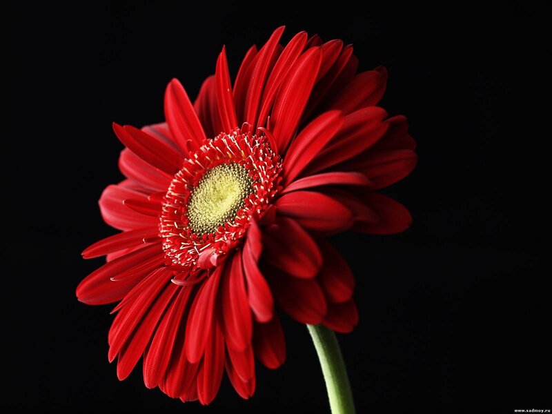 Red Gerbera Daisy — Dramatic, Photograph