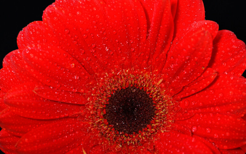 Red Gerbera Daisy — Dramatic, Photograph, Water Droplets