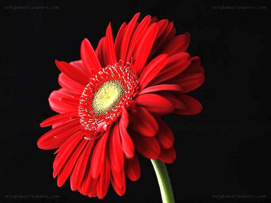 Red gerbera daisy flower