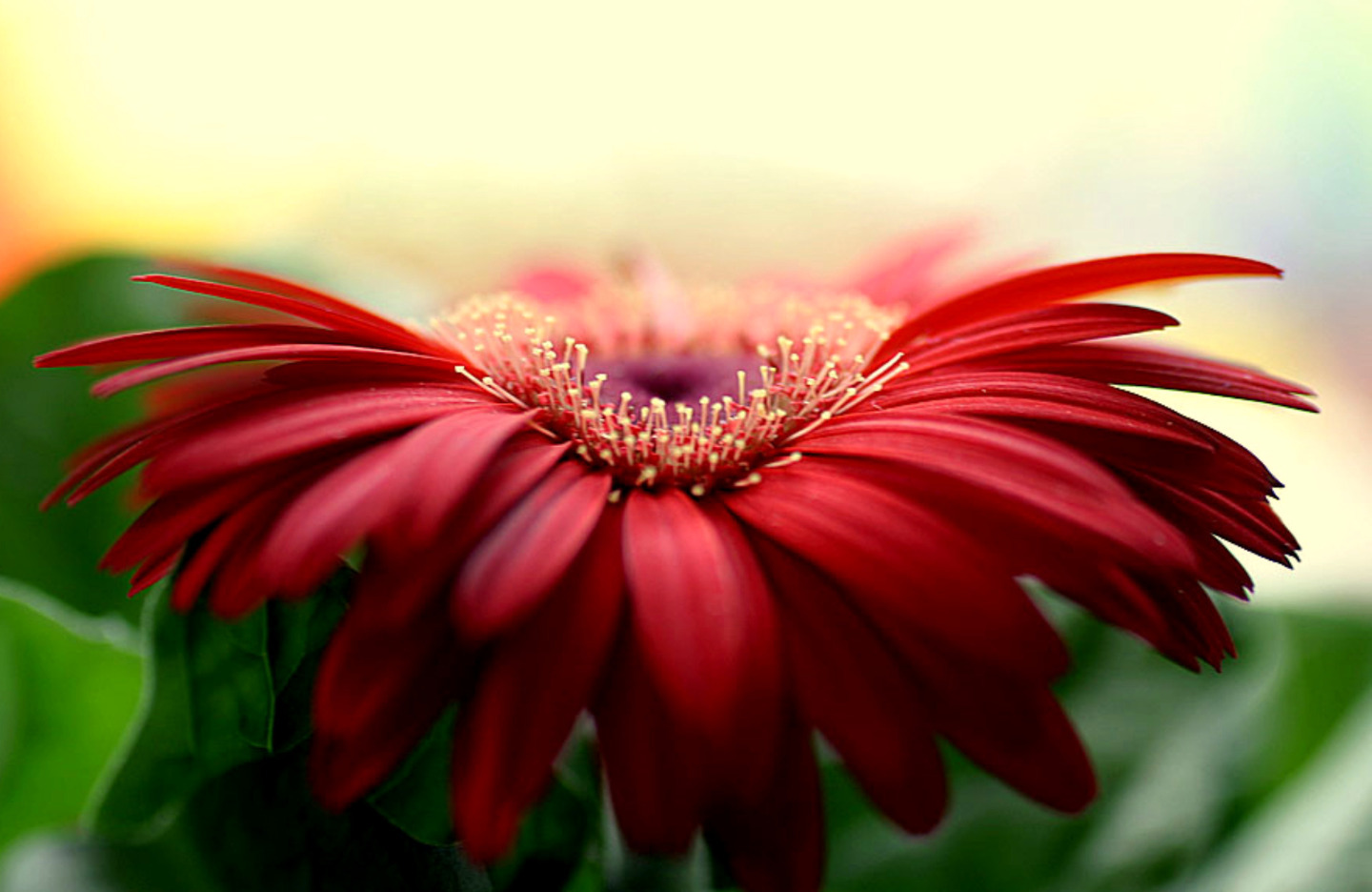 Red gerbera daisy flower