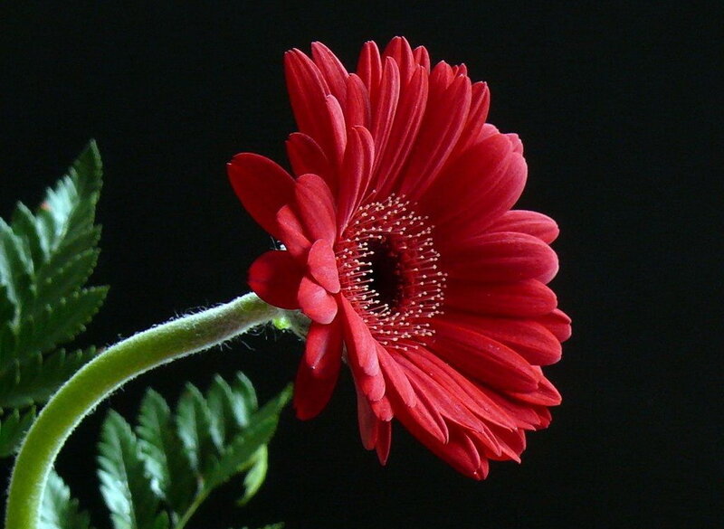 Red gerbera daisy flower